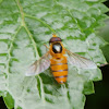 Black-Banded Hoverfly