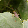 Percevejo (Laef footed bug)