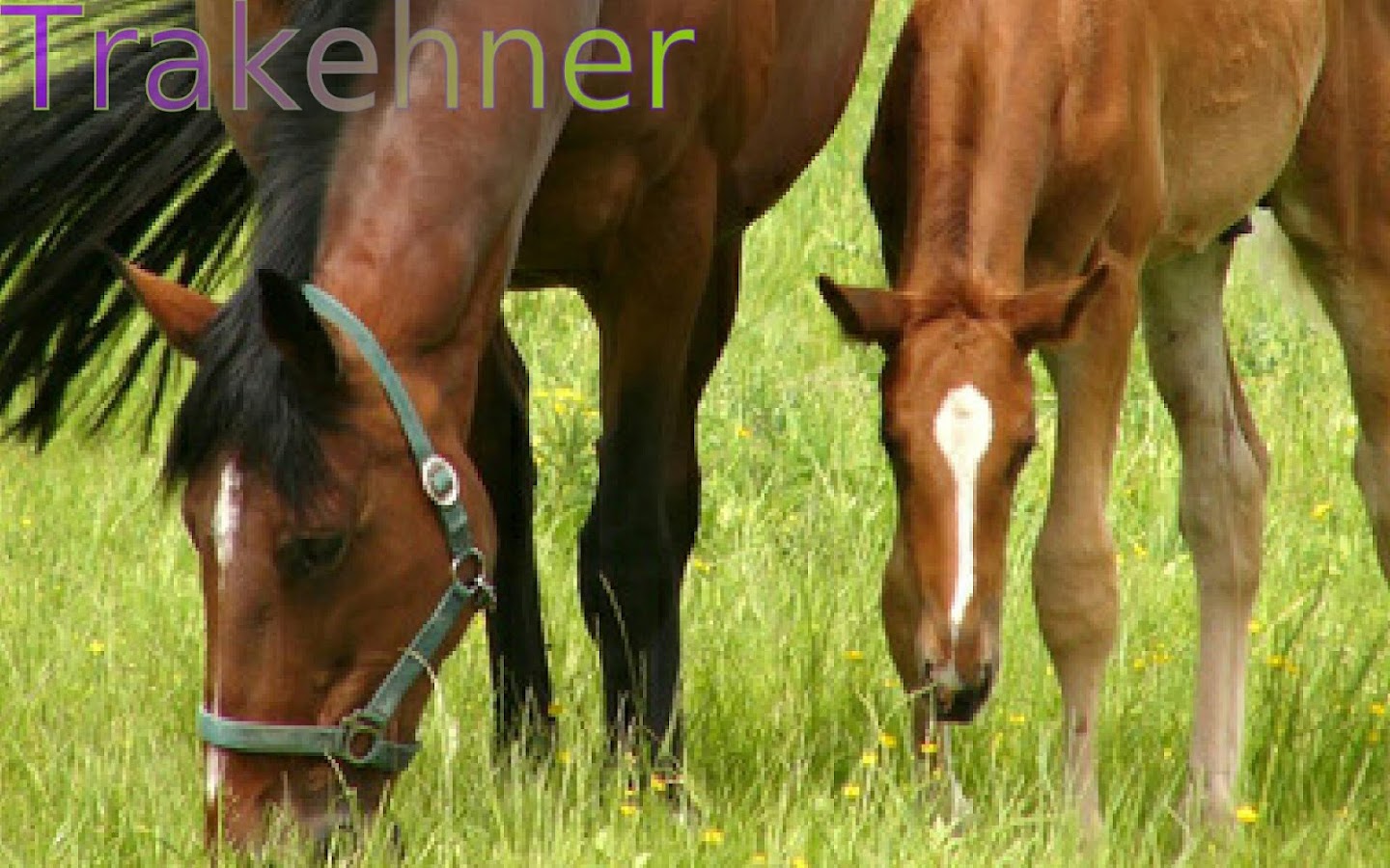 Top 20 Horse Breeds 1 FREE - Android Apps on Google Play