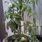 tomato (Bush Early Girl)