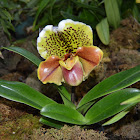 Chilton orchid