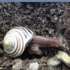 Snail