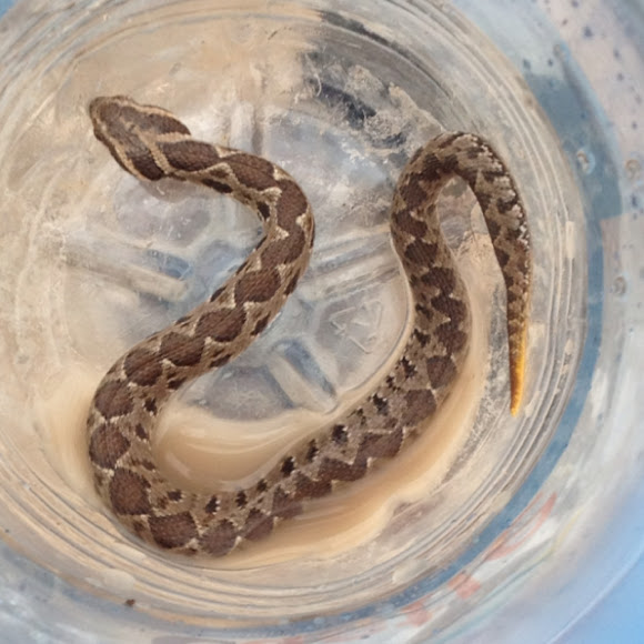 Palestine viper Project Noah