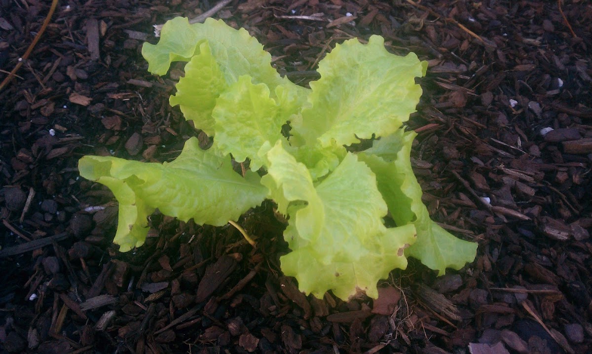 Spotting Project Noah