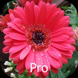 Mother's Flowers Pro, Nexus 7