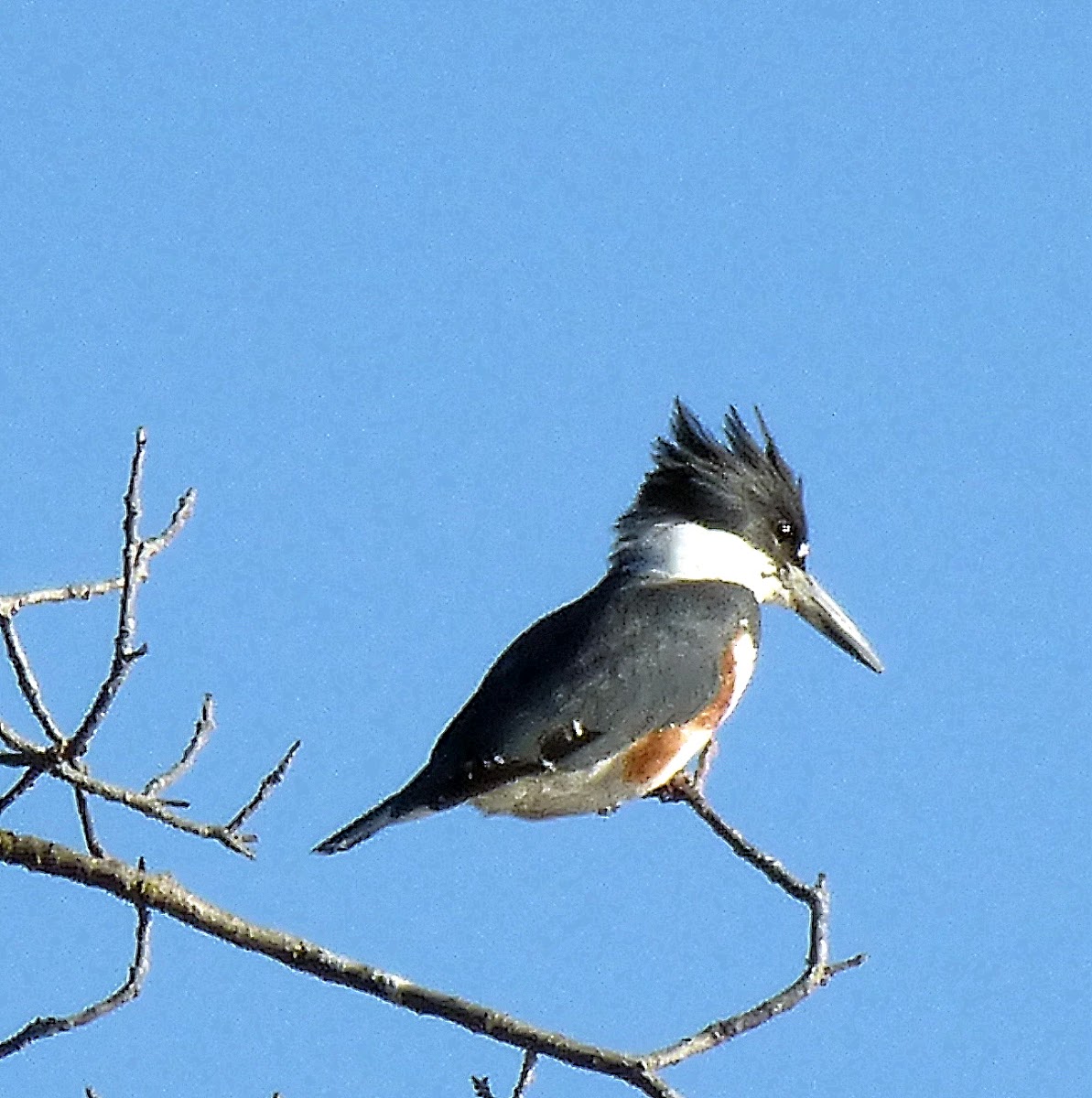 Belted Kingfisher (Female)