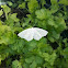 Light Emerald Moth