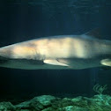 Sand shark