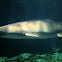 Sand shark