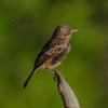 Pied Bush Chat