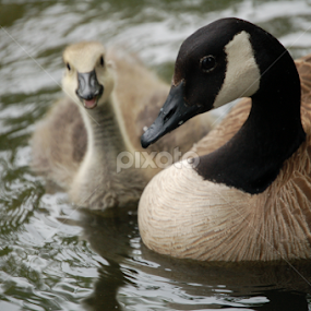 by Debbie Annable Carr - Animals Birds