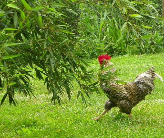 Barred Plymouth Rock Rooster