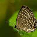 Common Cerulean