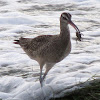 Whimbrel