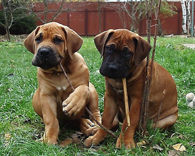 购买boerboel壁纸(圖6)-速報App