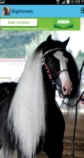 Big Horses - Horse Pictures Screen 1