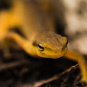 Eastern Red Spotted Newt