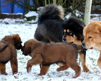 Tibetan Mastiff Wallpapers Screenshots 0