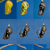 Common Crow Butterfly Time Sequence