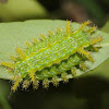 Spiny oak-slug moth (larva)