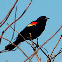 red wing black bird