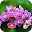 Orchid Live Wallpaper Download on Windows