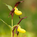 lady's-slipper orchid