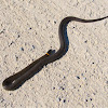 Prairie Ring-Necked Snake