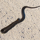 Prairie Ring-Necked Snake