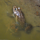 Indus Valley bullfrog or Indian bullfrog
