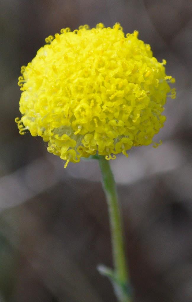 Billy buttons