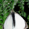 Large white, Mariposa de la col