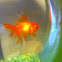 Fantailed Goldfish
