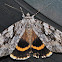 Yellow-Banded Underwing