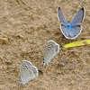 Reakirt's Blue Butterflies