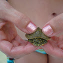 Texas River Cooter