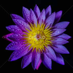 Purple lotus by MaSs Balasooriya - Flowers Single Flower
