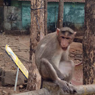 Bonnet Macaque