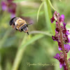 Anthophorine Bee