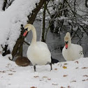 Mute Swan