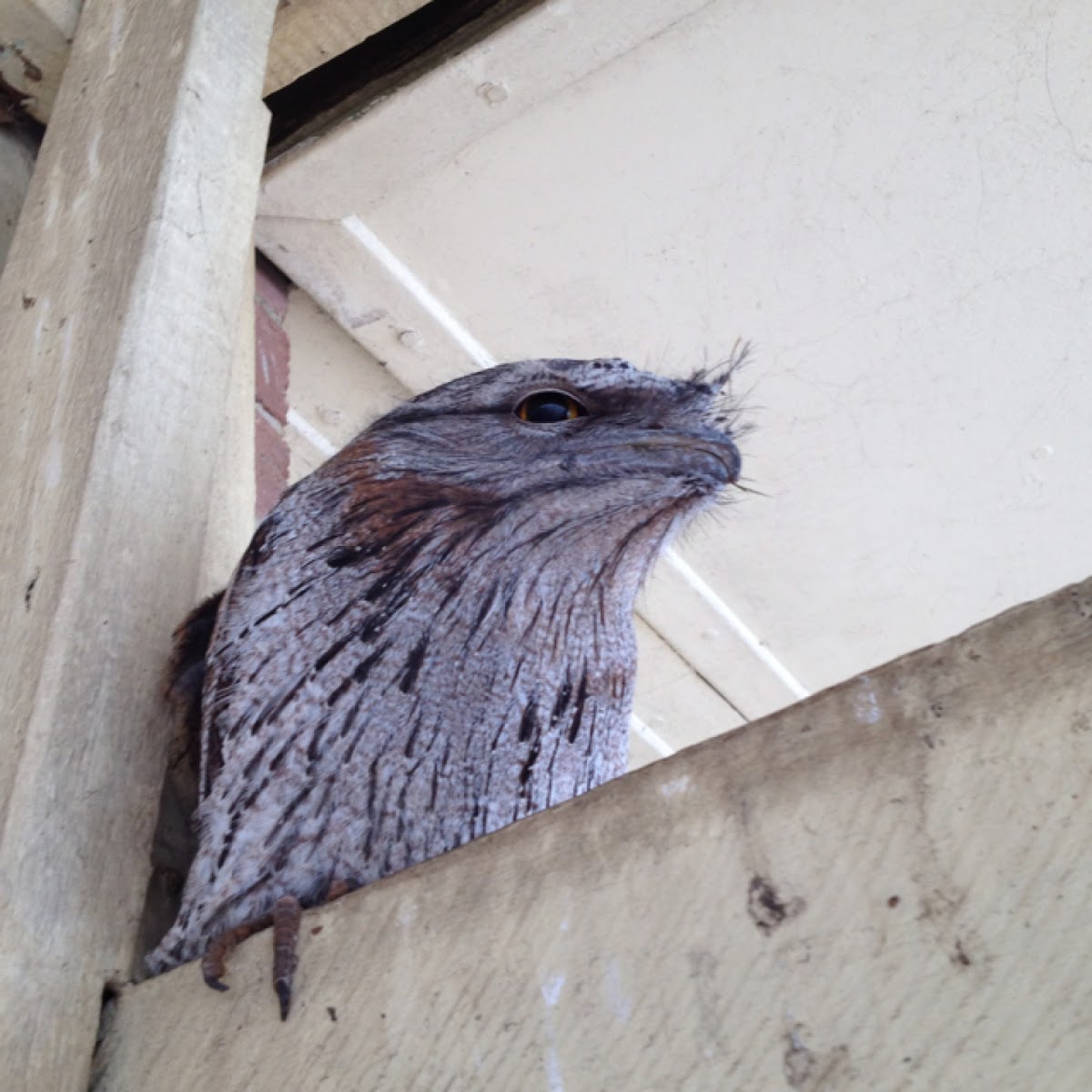 Tawny frog mouth