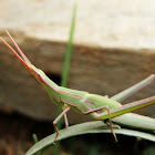 Oriental Slant faced Grasshopper