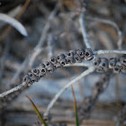 Melaleuca seed pods