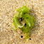 alga lechuga de mar