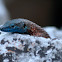 Blue-throated Keeled Lizard