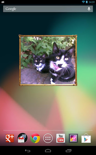 I Love Kittens Widget