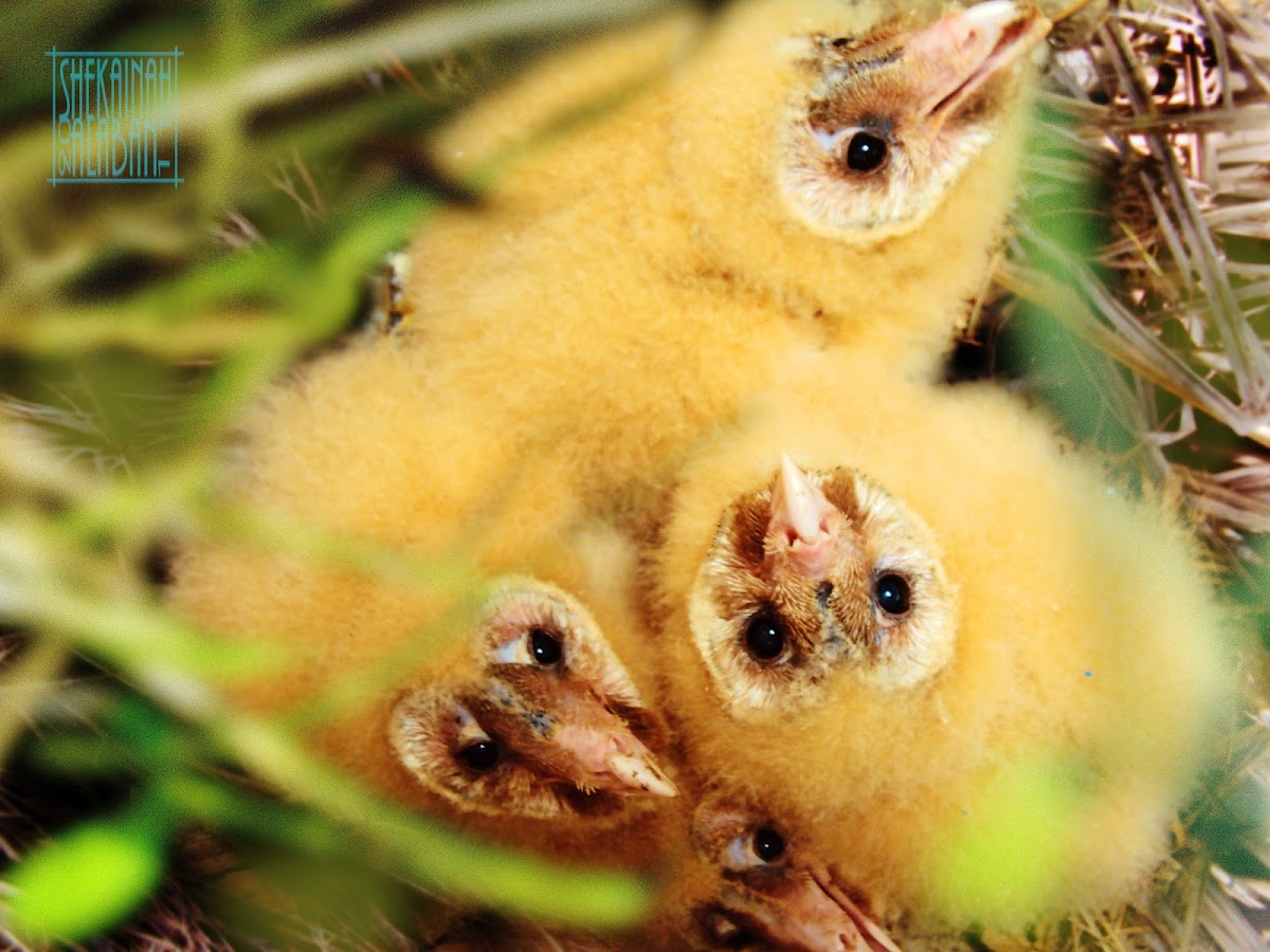 Philippine Grass Owl (owlets)