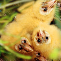 Philippine Grass Owl (owlets)