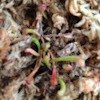 Sarracenia Mixed Hybrid