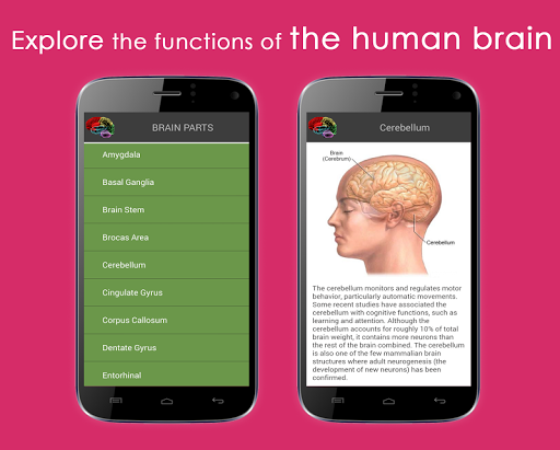 免費下載教育APP|HUMAN BRAIN PLUS app開箱文|APP開箱王